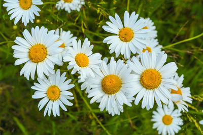 Close-up of white daisy flowers on field