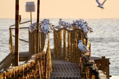 Low angle view of seagulls on pier