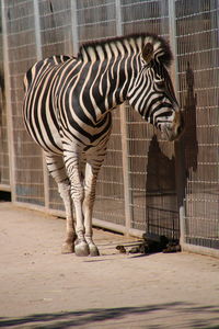 Zebra by fence in zoo