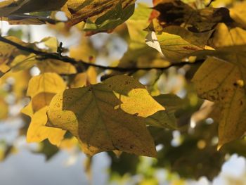Close-up of yellow maple leaves on branch