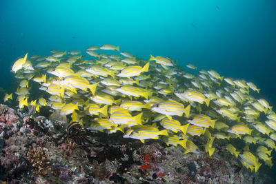 School of blue banded snapper ,wide angle