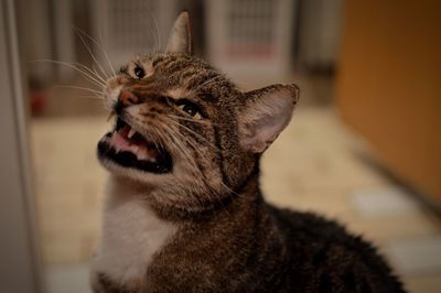 Close-up of cat looking away