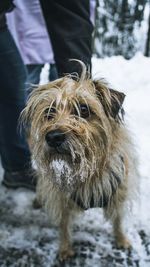 Low section of man with dog standing on snow
