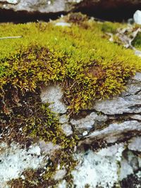 Close-up of moss growing in water