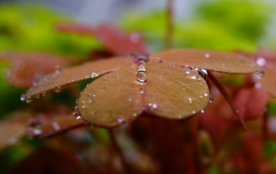 Close-up of water drops on leaf