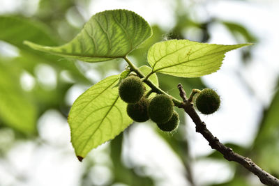 Close-up of berries growing on tree