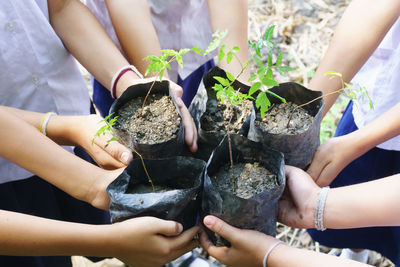 Cropped hands of students holding saplings