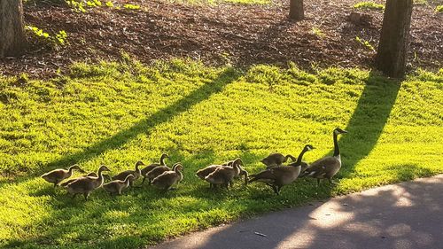 Grass growing on field