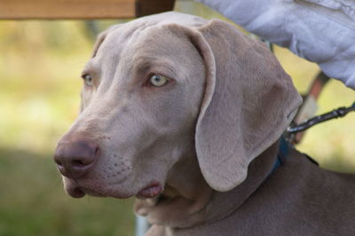 Close-up of dog looking away