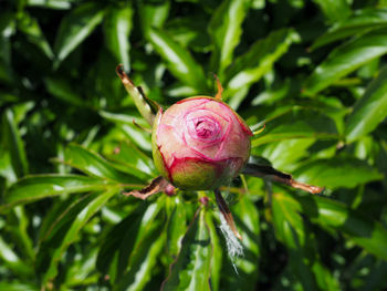 Close-up of pink flowering plant