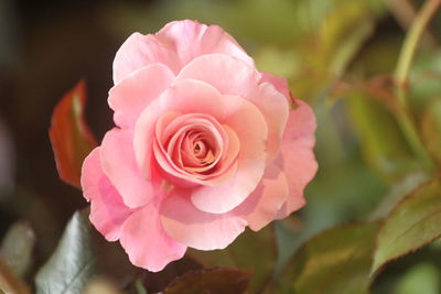 Close-up of rose