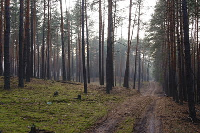 Trees growing in forest