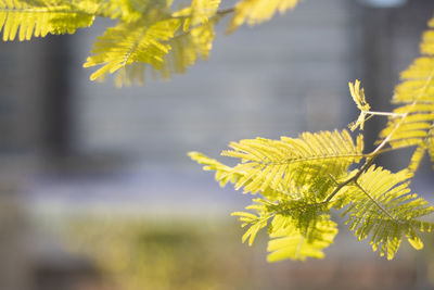 Close-up of yellow leaves on tree