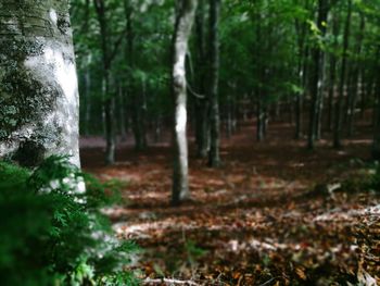 View of trees in the forest