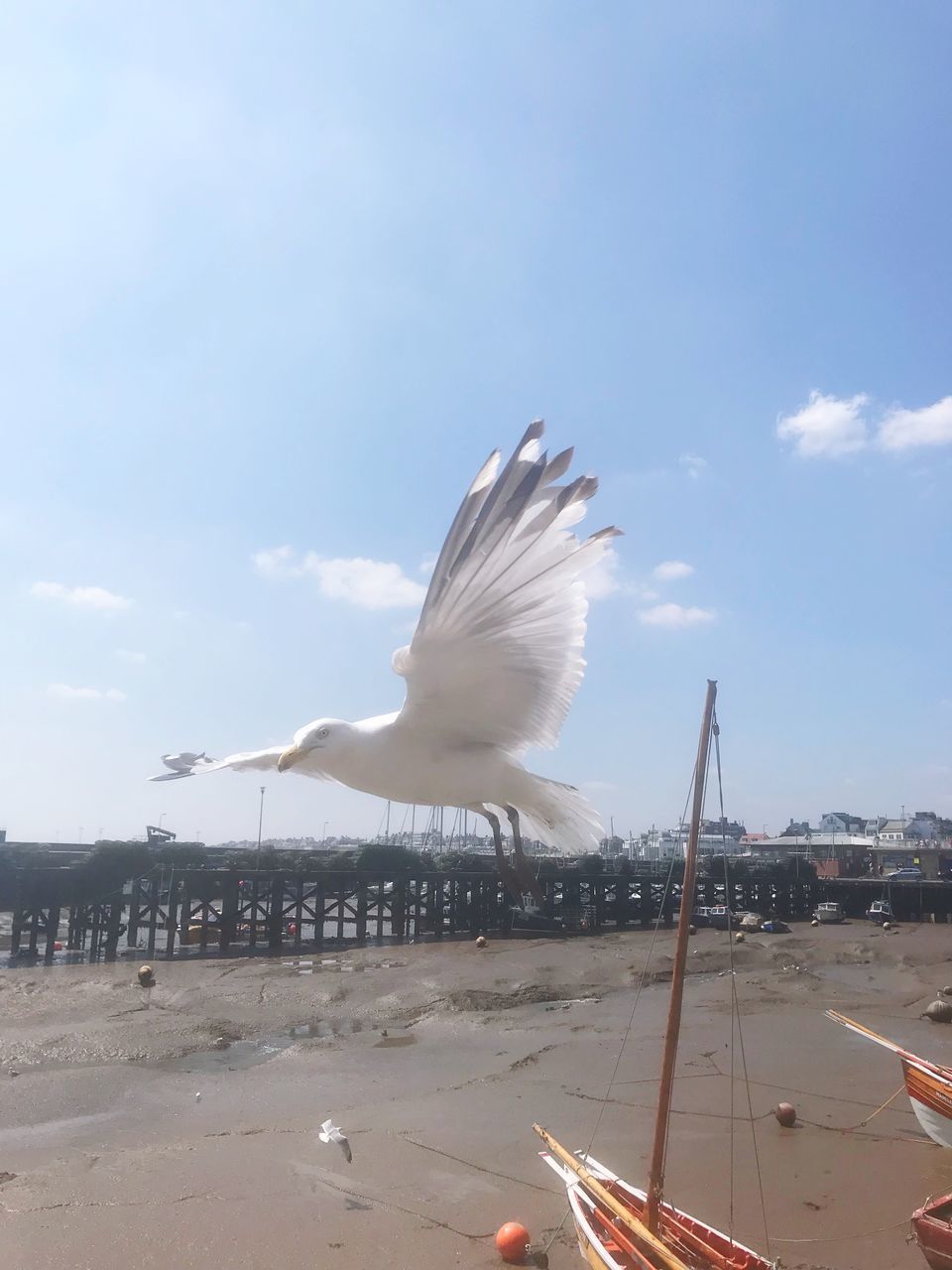 SEAGULLS FLYING OVER SEA