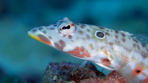 Close-up of fish swimming in sea