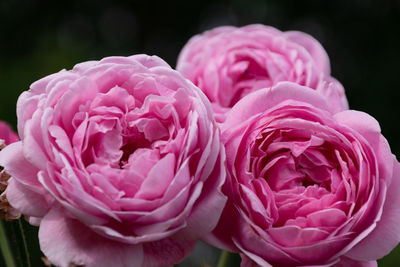 Close-up of pink roses