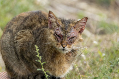 An european cat with notoedric mange, also known as feline scabies