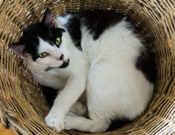 Close-up of kitten in basket