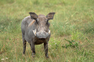 Warthog, phacochoerus africanus, national parks of uganda