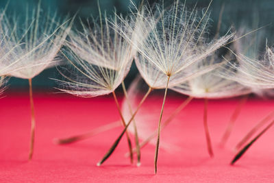 Close-up of dandelions on table