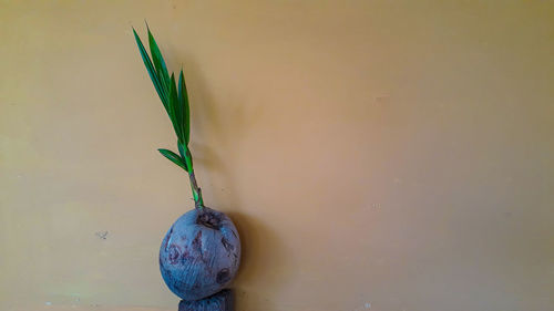 Close-up of potted plant against wall