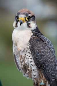 Close-up of bird