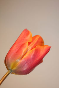 Close-up of red rose against white background