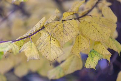 Close-up of yellow maple leaves against blurred background