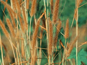 Close-up of stalks in field