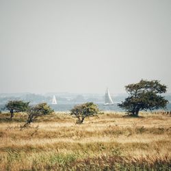 Scenic view of field against clear sky