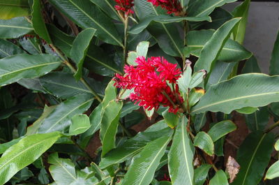 Close-up of pink flowers