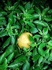 Close-up of lemon