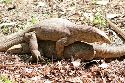 High angle view of iguanas