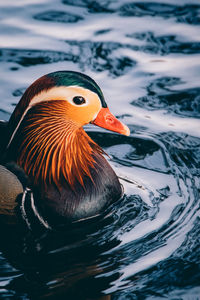 Close-up of duck swimming in lake