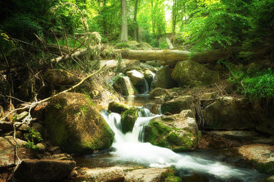 Stream flowing through rocks in forest