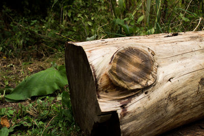 Close-up of wooden logs