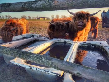 Longhorn cattle in the nature paddock