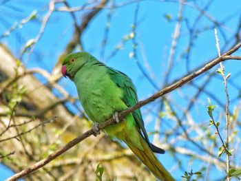 Low angle view of parrot perching on tree