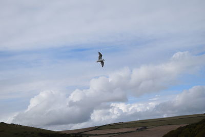 Low angle view of bird flying in sky