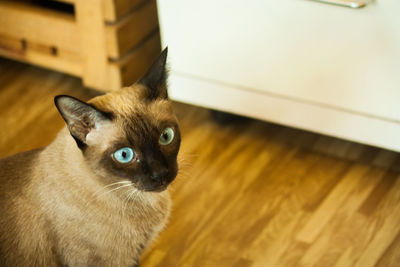 Portrait of cat on floor