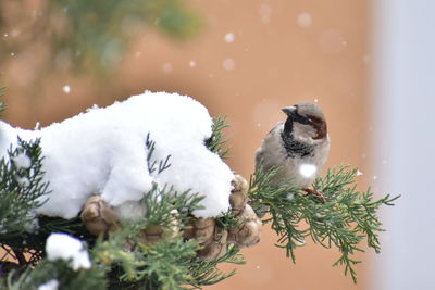 Bird perching on cypress tree in snow