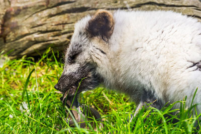 Close-up of rabbit on field