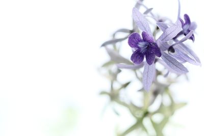 Close-up of purple flowers blooming outdoors