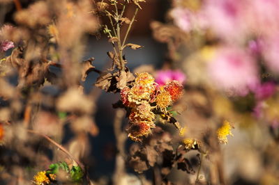 Close-up of pink flowering plants on field