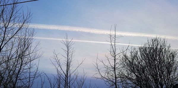 Low angle view of bare trees against blue sky