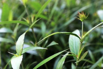 Close-up of plant growing on field