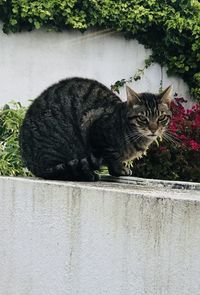 Portrait of cat sitting by plants