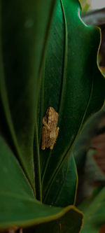 Close-up of insect on leaf