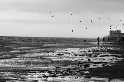 Birds flying over sea